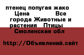 птенец попугая жако  › Цена ­ 60 000 - Все города Животные и растения » Птицы   . Смоленская обл.